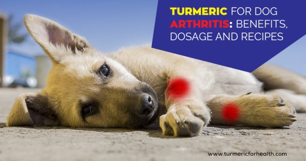 Turmeric for Dog Arthritis 8 Evidence Based Benefits, Dosage and Recipes